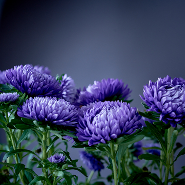 the chrysanthemums literary analysis